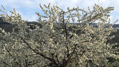 El Valle del Jerte comienza a llenarse de reservas de madrileños para el puente de San José