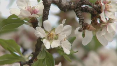El Retiro o Quinta de los Molinos, rincones favoritos de los madrileños para disfrutar de los almendros en flor