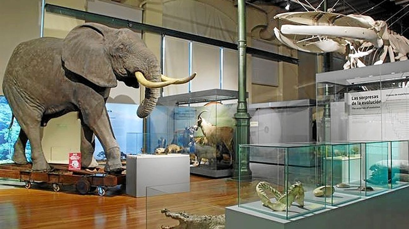 Los tesoros del Museo de Historia Natural, una alternativa para toda la familia