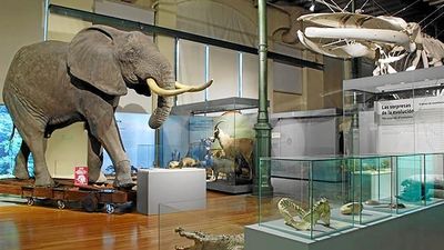 Los tesoros del Museo de Historia Natural, una alternativa para toda la familia