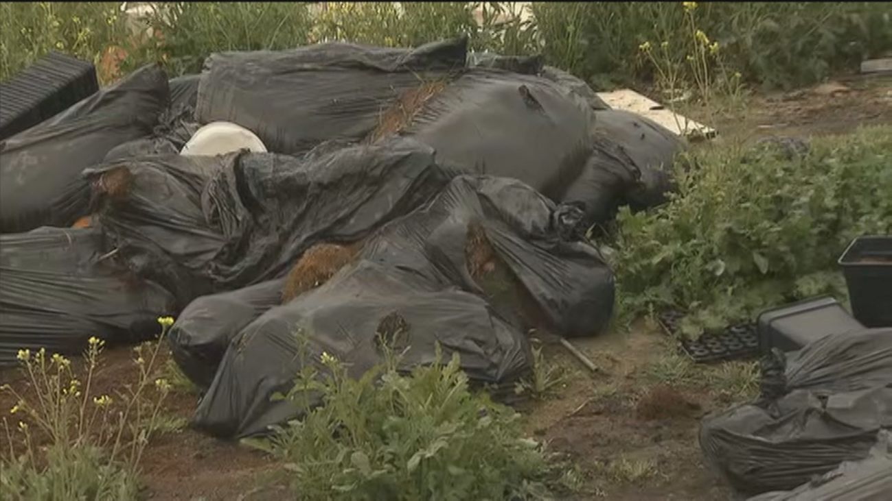 Vertedero de restos de plantaciones de marihuana en la Cañada Real