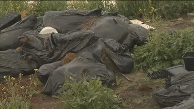 Vertedero de restos de plantaciones de marihuana en la Cañada Real