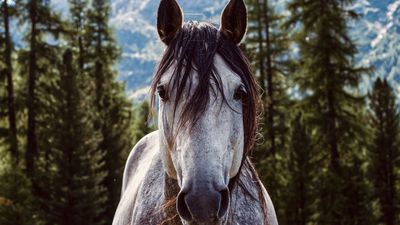 Plan a caballo con niños en Madrid, ¿te atreves?