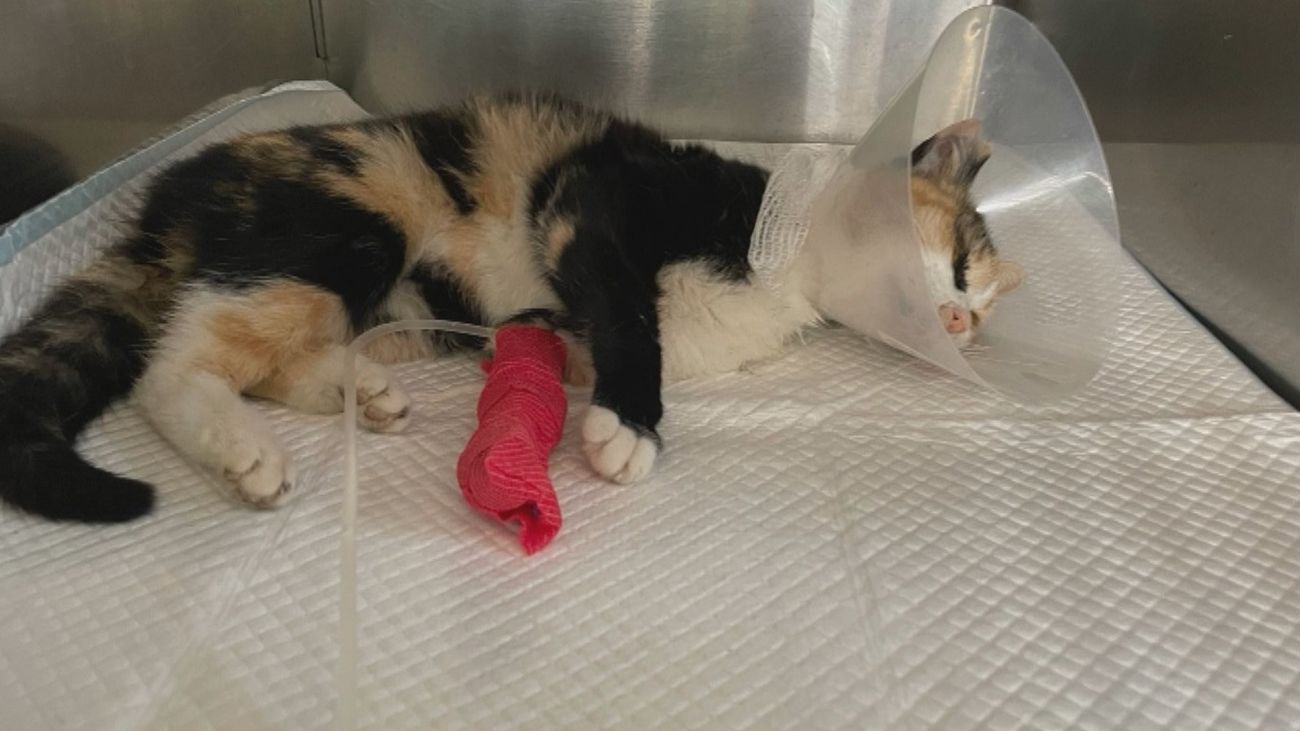 13 gatos envenenados y heridos por perdigones en San Martín de la Vega