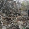 Voluntarios limpian el río Jarama atestado de toallitas que asfixian a aves, peces y árboles