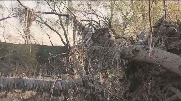 Las toallitas higiénicas asfixian a la vegetación de las riberas del río Jarama / TELEMADRID