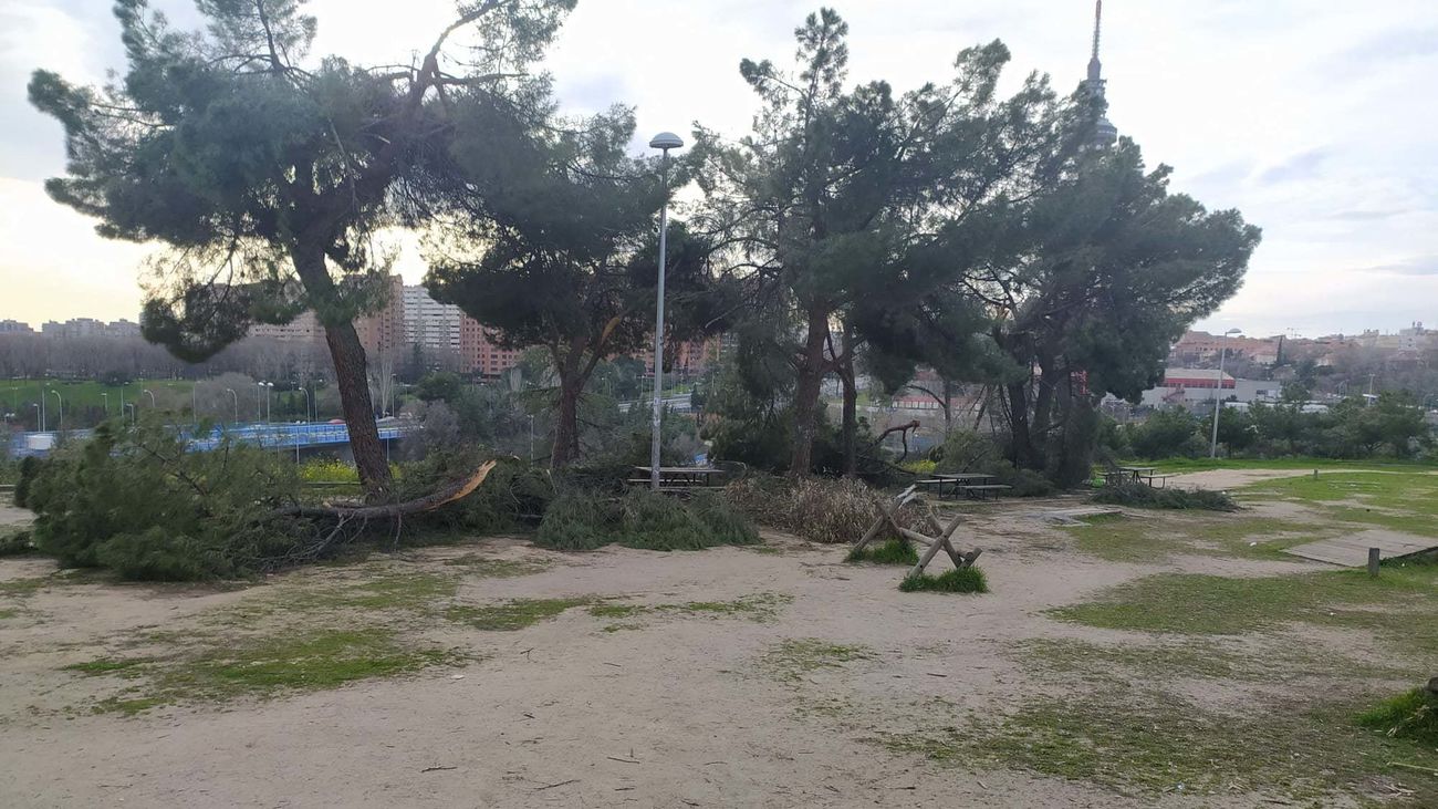 El Pinar de La Elipa aún no ha sido limpiado tras la borrasca Filomena