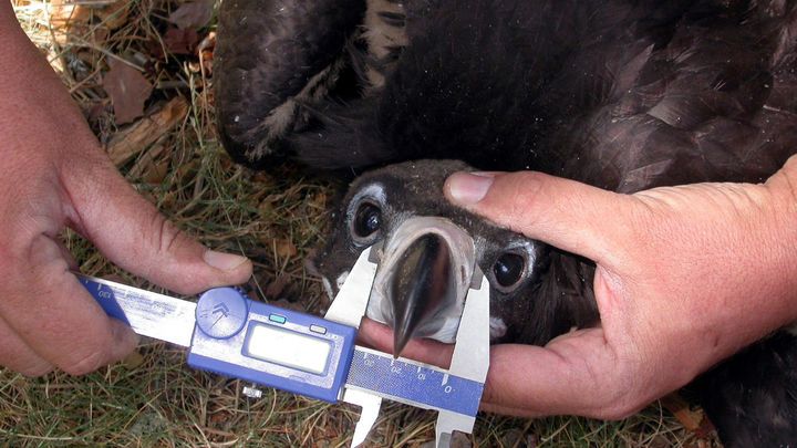 Anillamiento y toma de datos de un pollo de buitre negro / COMUNIDAD MADRID