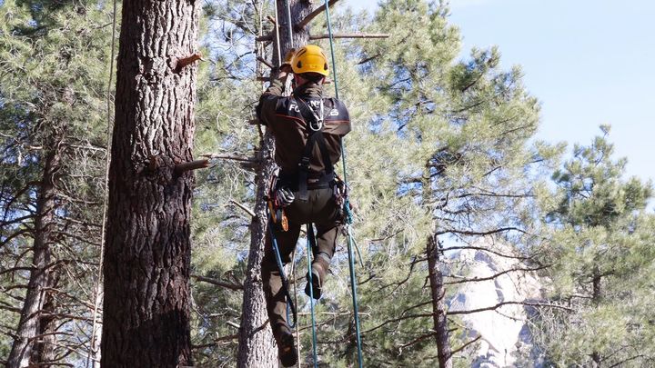 Un agente forestal trepa un árbol para buscar ubicaciones de nidos / COMUNIDAD MADRID
