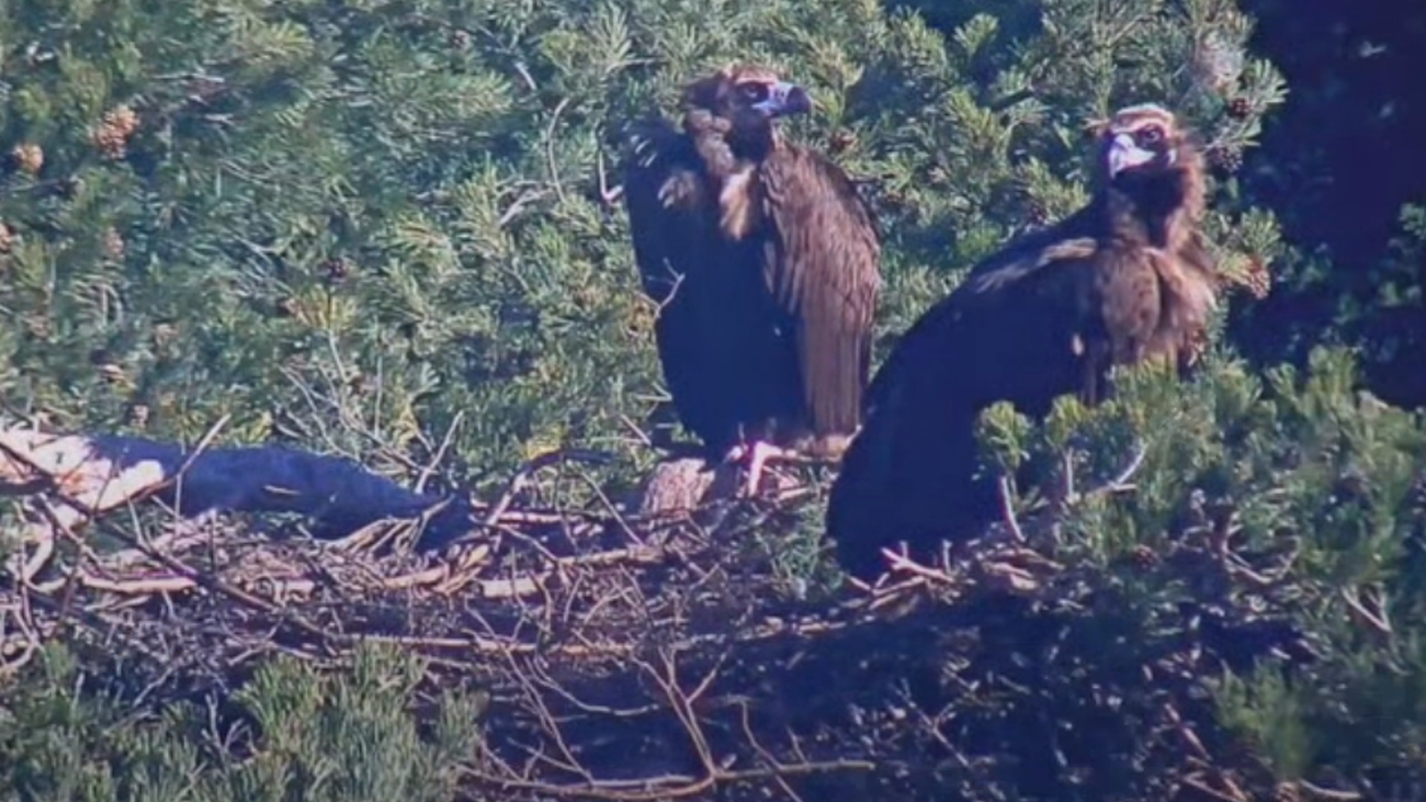Captura de la webcam del nido de buitres negros en la Sierra del Guadarrama