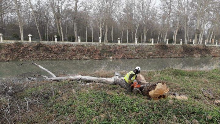 Retirada de árboles caídos en la ribera del Tajo, en Aranjuez / CHT