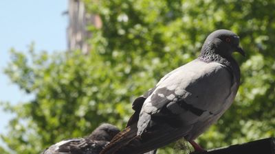 Buscan a la persona que dispara a las palomas en Getafe