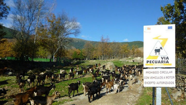 Rebaño de cabras en el entorno de San Mamés-Navarredonda / JAVIER COLMENAREJO