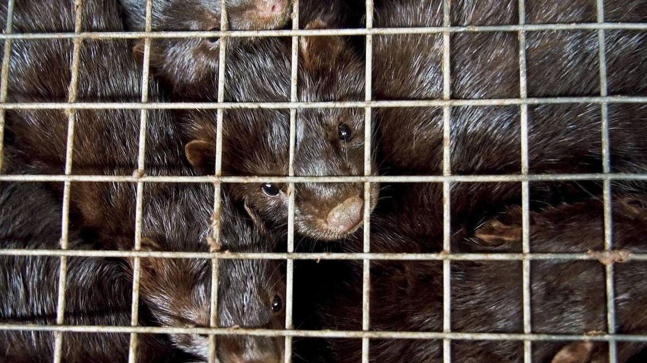 WWF pide el cierre de las granjas de visones ante el nuevo brote registrado en Galicia