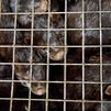 WWF pide el cierre de las granjas de visones ante el nuevo brote registrado en Galicia