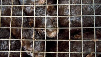 WWF pide el cierre de las granjas de visones ante el nuevo brote registrado en Galicia