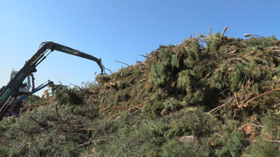 El aspecto de la Casa de Campo casi tres meses después de Filomena