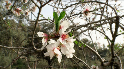 La Quinta de los Molinos, el espectáculo más esperado de la primavera