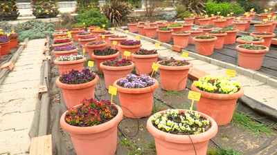 El vivero de las Estufas del Retiro, un pequeño oasis para las plantas