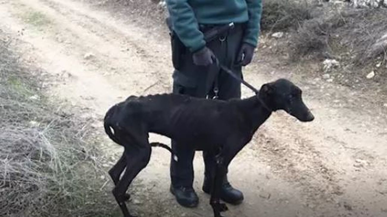 Rescatados cinco perros abandonados en una finca de Campo Real
