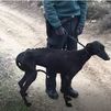 Rescatados cinco perros abandonados en una finca de Campo Real