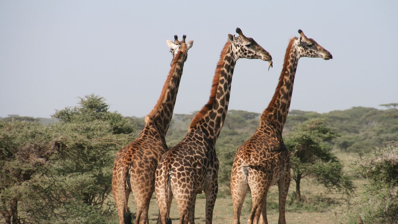 Tanzania, hogar de numerosos animales salvajes, próximo destino de Madrileños por el mundo