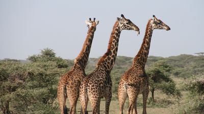 Tanzania, hogar de numerosos animales salvajes, próximo destino de Madrileños por el mundo