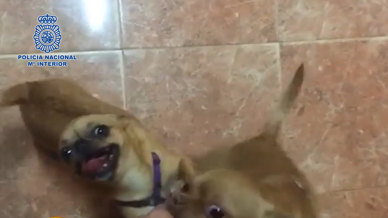 Detenida en Móstoles una mujer por inducir a cuatro menores a robar varios chihuahua