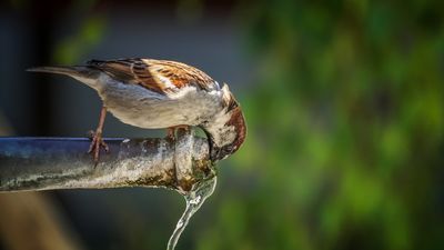 ¿Por qué el agua de Madrid es tan buena?