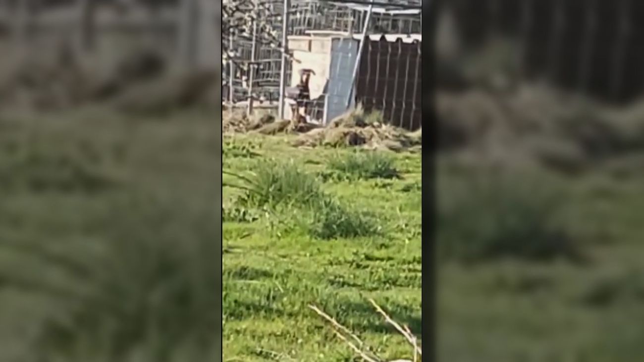 Vecinos de Collado Villalba atemorizados por dos dobermans