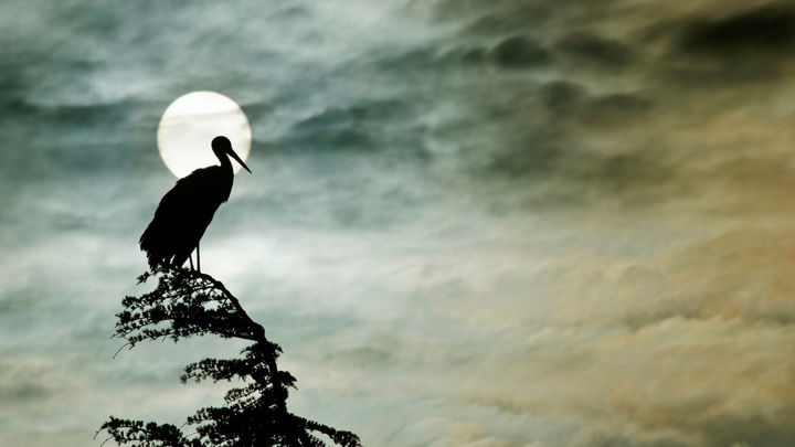 Cigüeña posada en un árbol en la Sierra de Guadarrama / JAVIER SÁNCHEZ