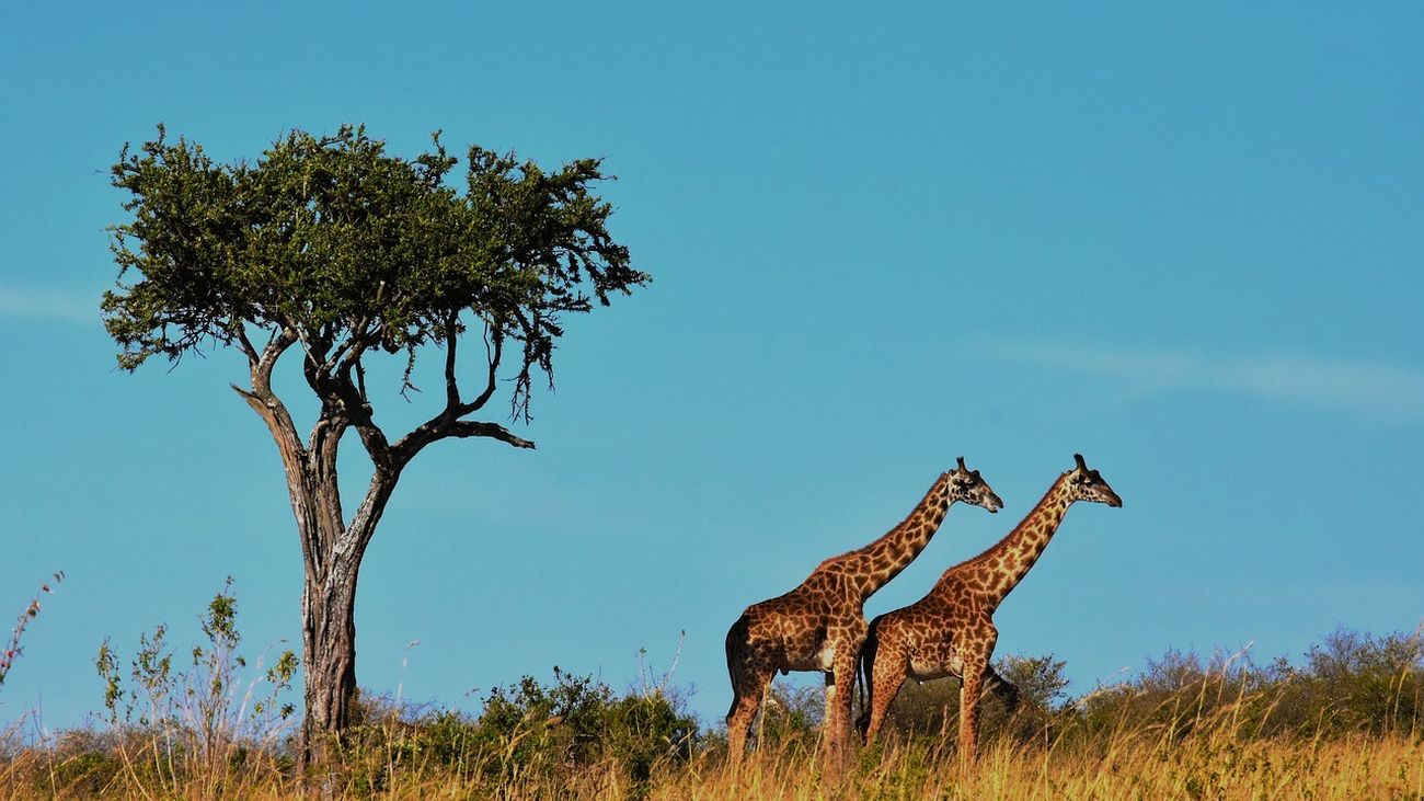 Ngorongoro, volcanes, sabana, animales salvajes y vistas impresionantes en Tanzania