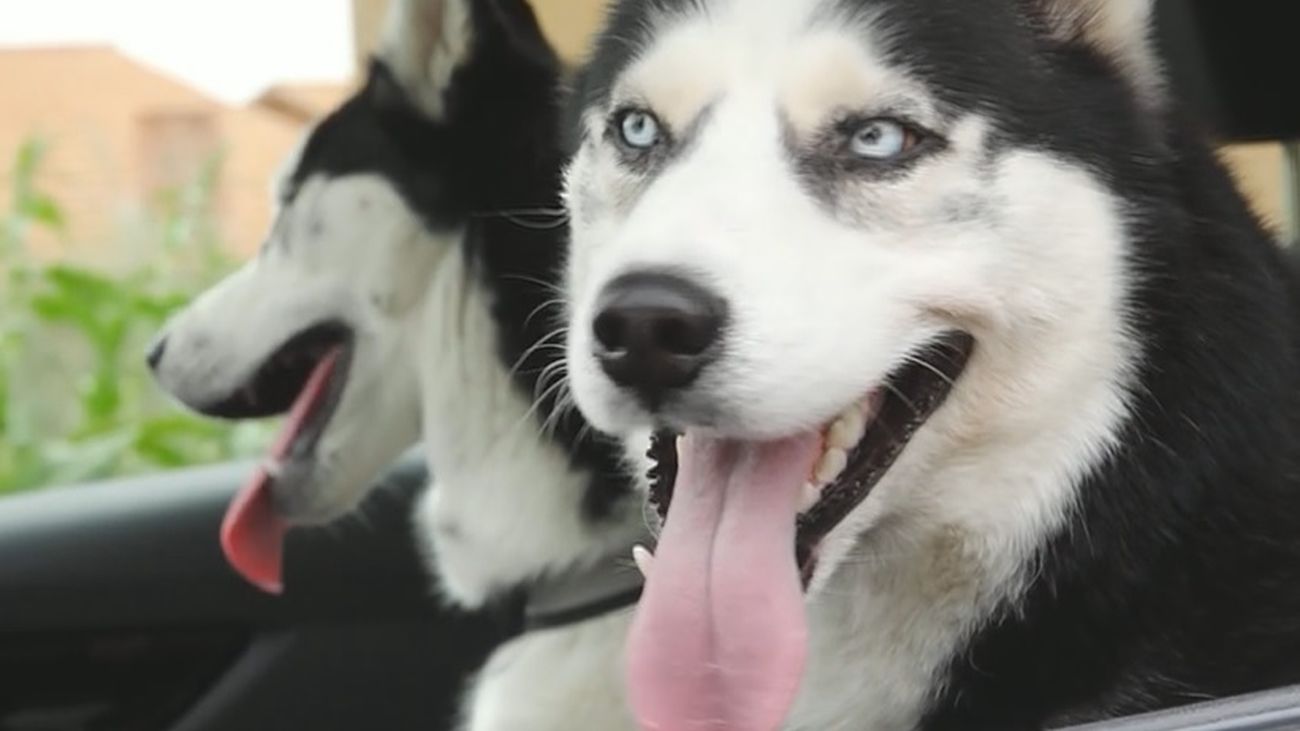 Max y Bombón, los perros madrileños que hablan