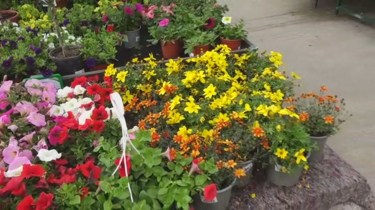 Plantas a precio de chollo en Aranjuez