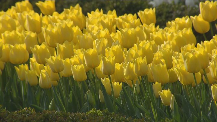 La floración de los tulipanes avanza el color que cubrirá en mayo la rosaleda del Botánico