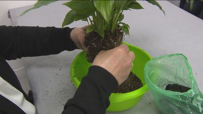 ¿Cómo podemos crear una kokedama casera?