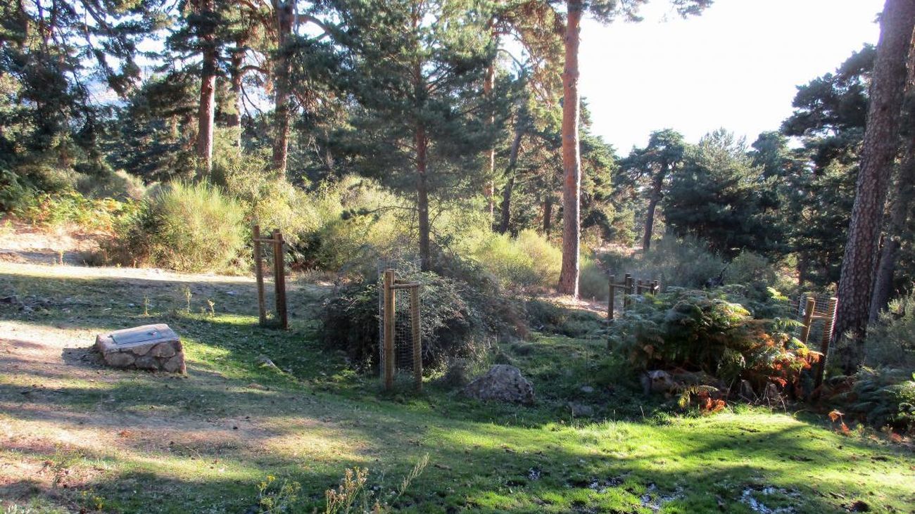 El Parque Nacional de la Sierra de Guadarrama cuenta con 60 nuevos ejemplares de especies autóctonas