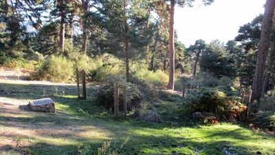 El Parque Nacional de la Sierra de Guadarrama cuenta con 60 nuevos ejemplares de especies autóctonas