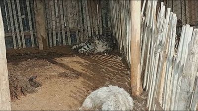 Un leopardo de las nieves hambriento devora 19 ovejas en una granja china
