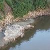 Los patos comen toallitas y basura en el río Jarama, donde se vierten aguas residuales sin depurar