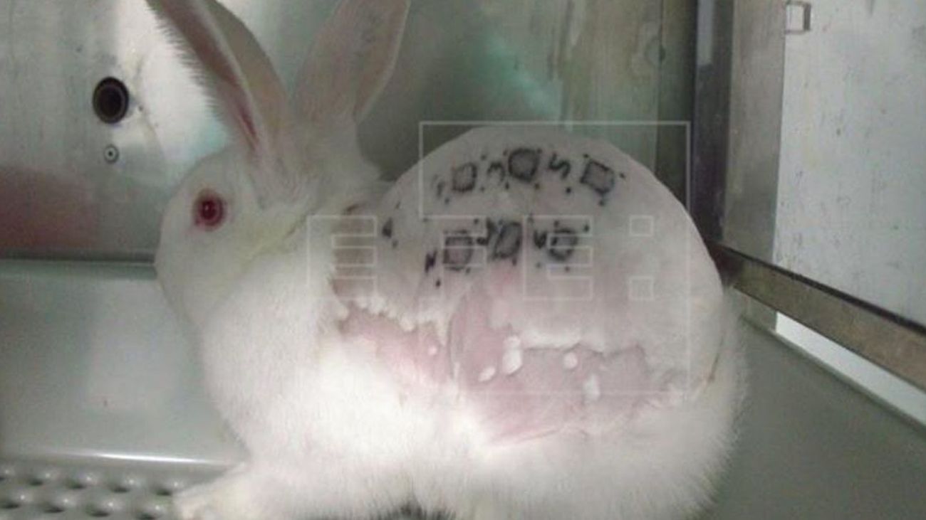 Un vídeo muestra maltrato animal en un laboratorio de investigación de Madrid