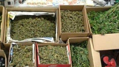 Cinco detenidos y 400 plantas de marihuana requisadas en dos casas de Brunete y Quijorna
