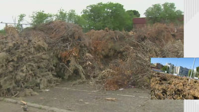 Montones de ramas cortadas se acumulan en Móstoles