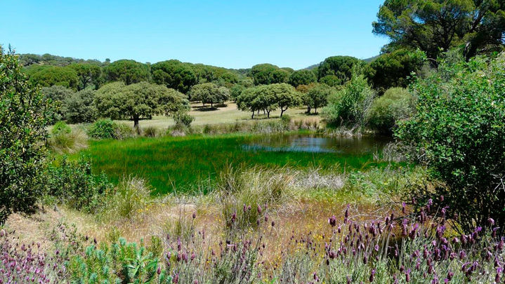 Ecosistema de la Sierra Oeste de la Comunidad de Madrid / Archivo