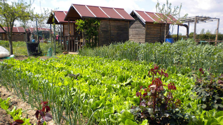 Huertos de ocio, una de las actividades del CEA El Caserío / Archivo