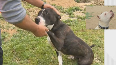 Las dificultades para que los perros considerados 'peligrosos' sean adoptados