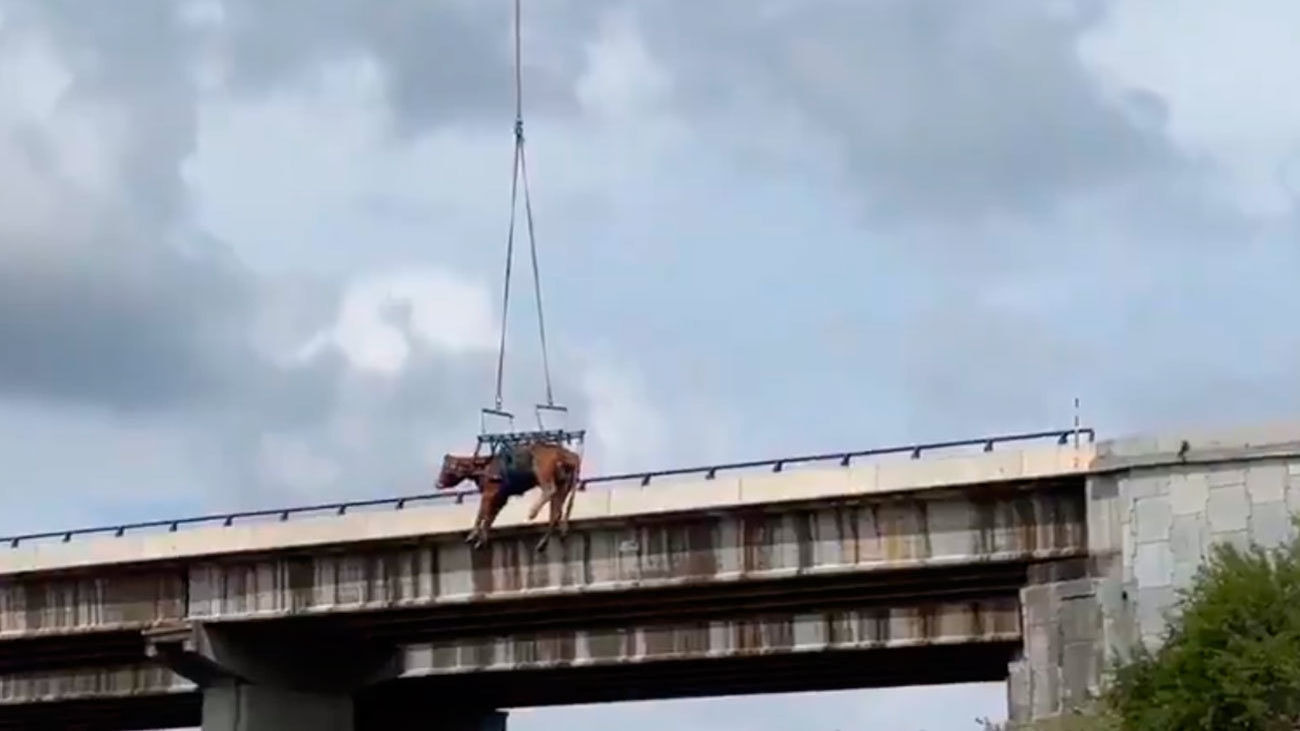 Un helicóptero del GERA rescata una vaca de un terraplén en El Molar