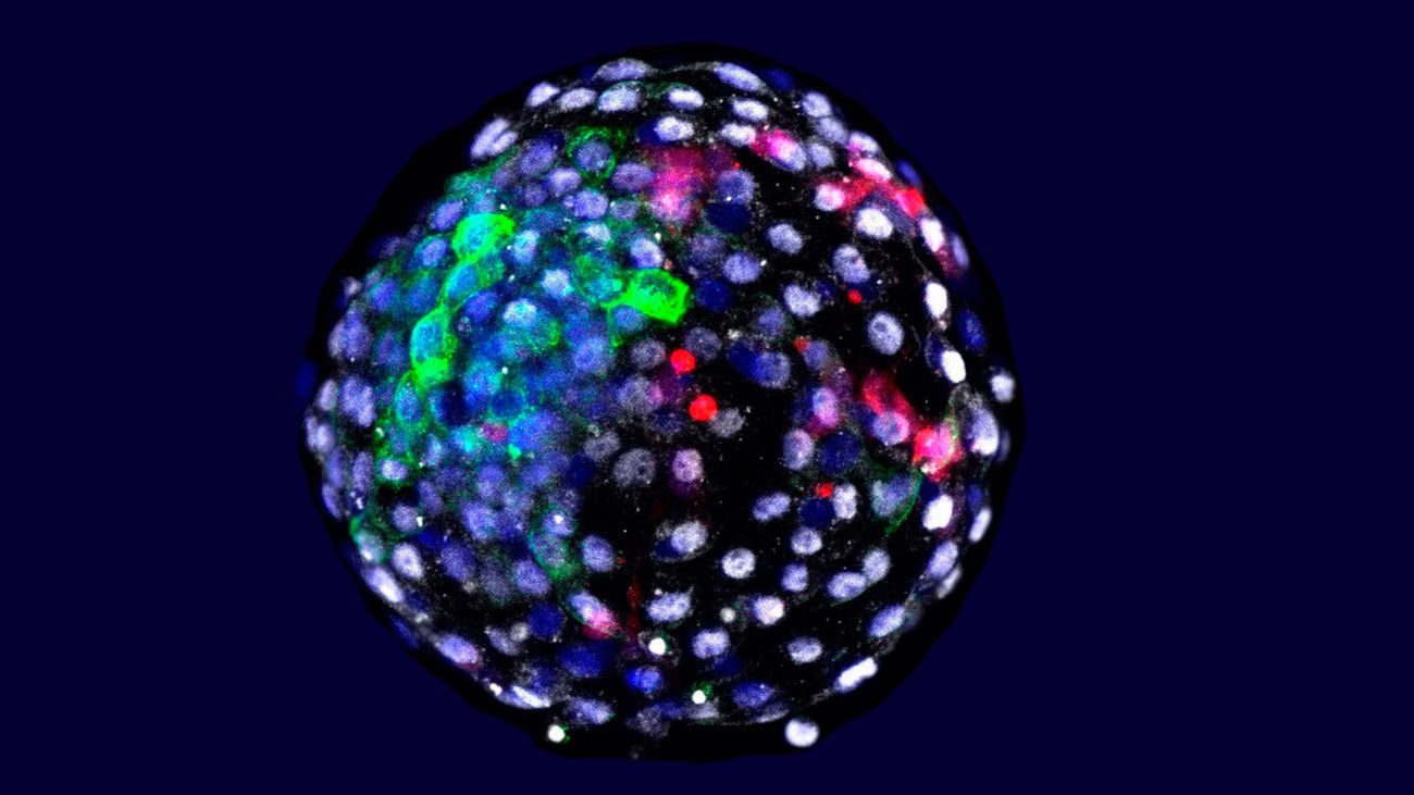 Investigadores liderados por el español Juan Carlos Izpisúa logran generar "embriones quimera" humano-mono