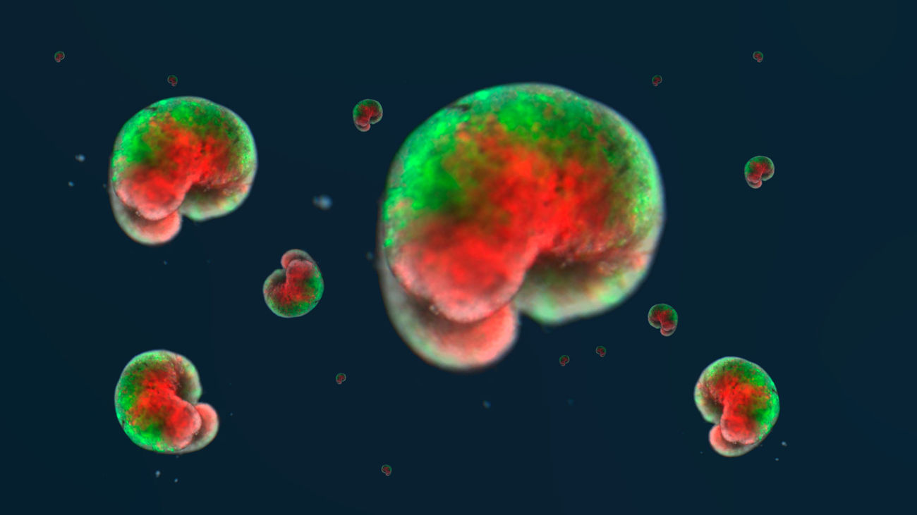 Xenobots, un paso adelante en la vida artificial