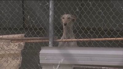 Denuncian la ocupación de la ribera del Manzanares en Perales del Río con escombros e infraviviendas